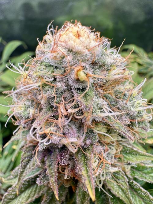 Anesia fem. Week 12 - White Runtz … I will cut it in 3 days 