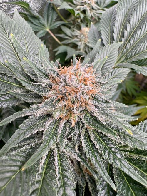 Anesia fem. Week 12 - Future #1