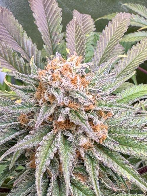 Anesia fem. Week 12 - Captain Future 