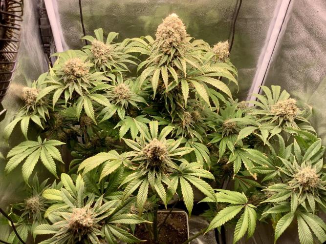 Anesia fem. Week 13 - White Runtz