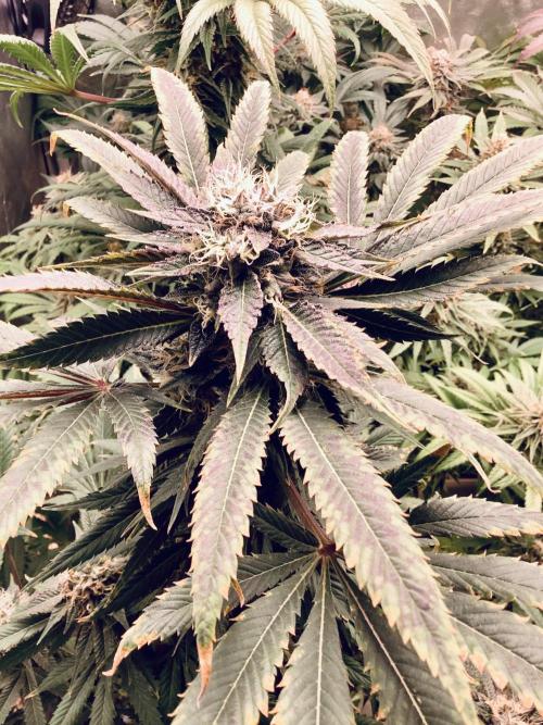 Anesia fem. Week 13 - Sleepy Joe 😴 