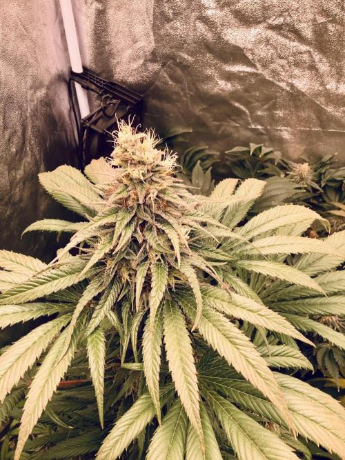 Anesia fem. Week 13 - Sun ☀️ Of A Peach 🍑 