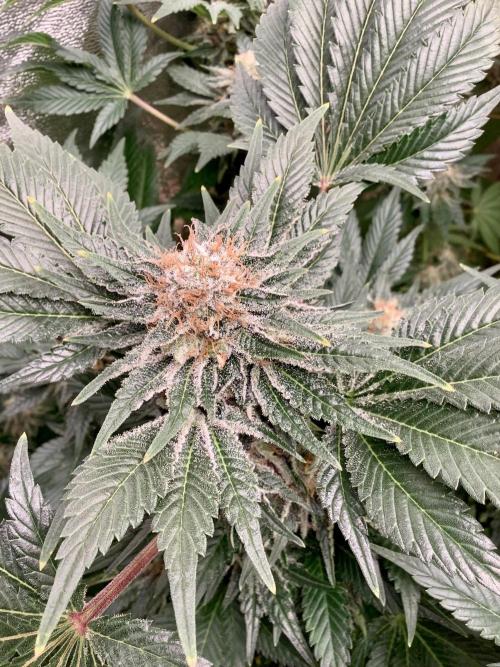 Anesia fem. Week 13 - Future #1