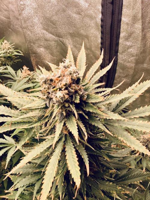 Anesia fem. Week 13 - Imperium X 