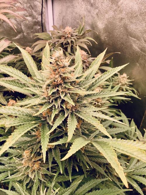 Anesia fem. Week 13 - Shining Silver Haze