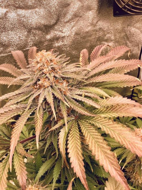 Anesia fem. Week 13 - Captain 🧑‍✈️ Future 