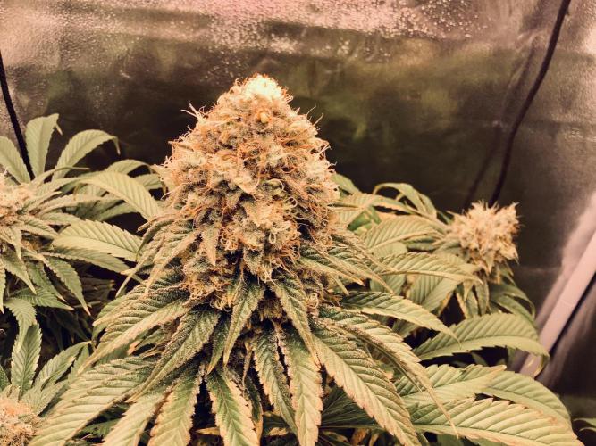 Anesia fem. Week 13 - White Runtz