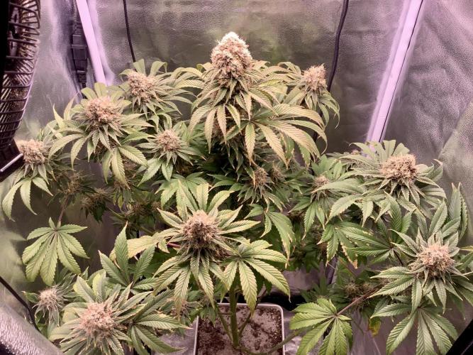 Anesia fem. Week 13