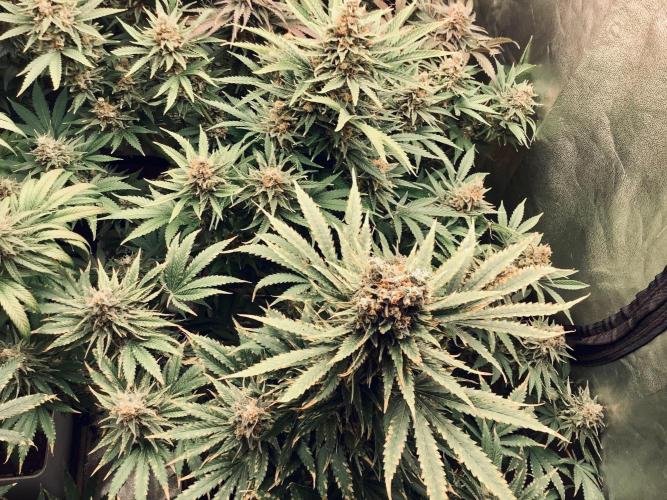 Anesia fem. Week 13 - Imperium X - Shining Silver Haze