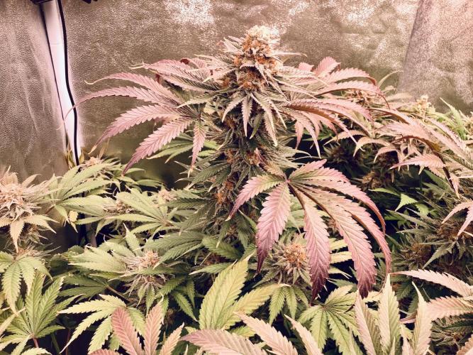 Anesia fem. Week 13 - Captain Future 👨‍✈️ 