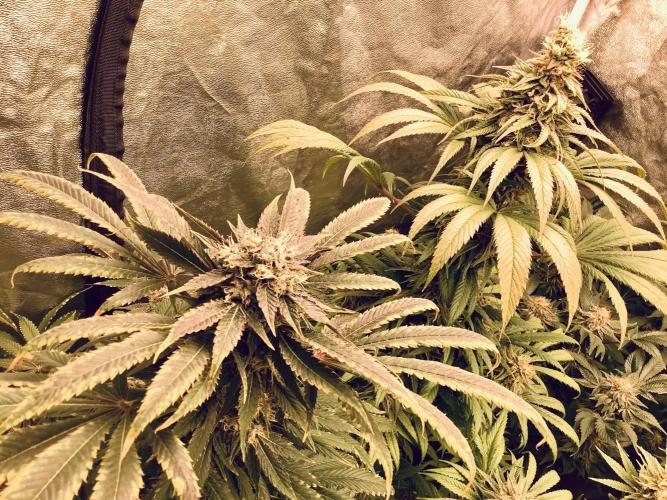 Anesia fem. Week 13 - Sleepy Joe 😴 - Son Of A Peach 🍑 