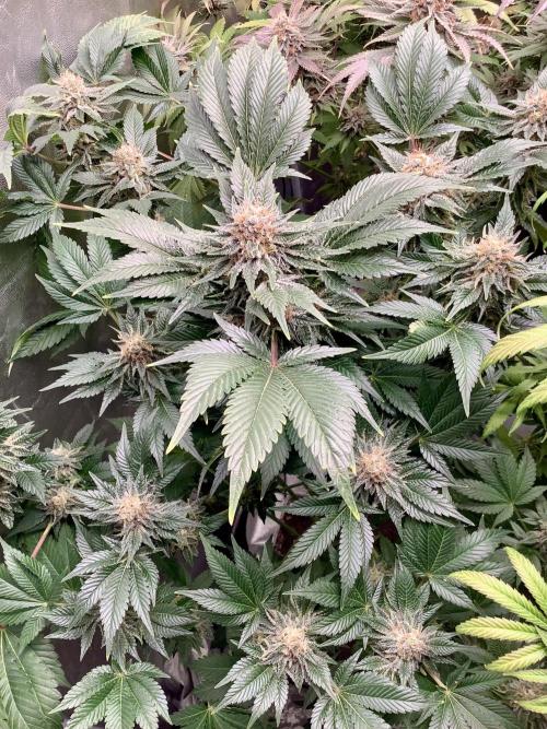 Anesia fem. Week 13 - Future #1 