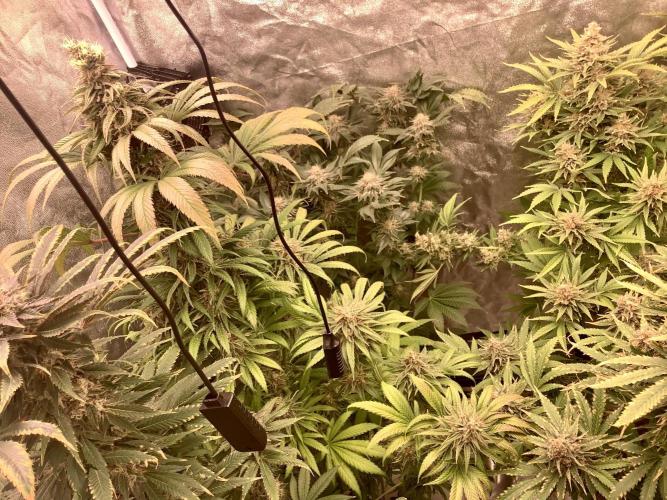 Anesia fem. Week 13
