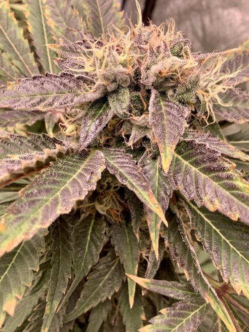 Anesia fem. Week 13 - Sleepy Joe 😴 