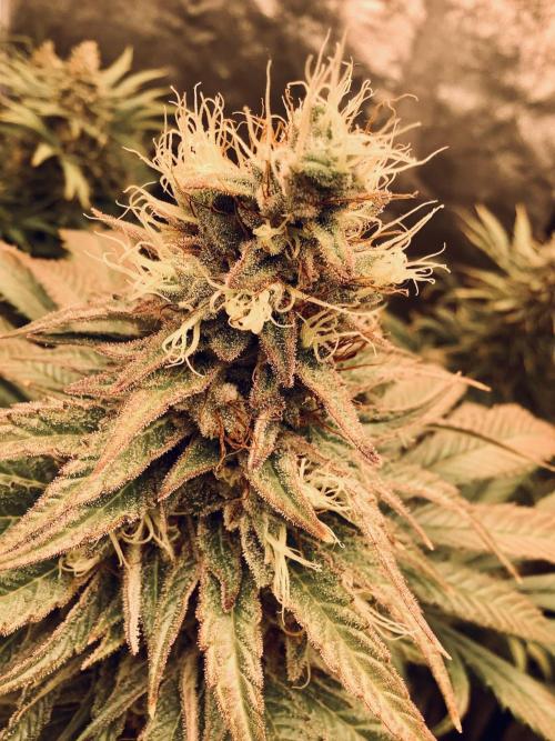 Anesia fem. Week 13 - Son Of A Peach 🍑 