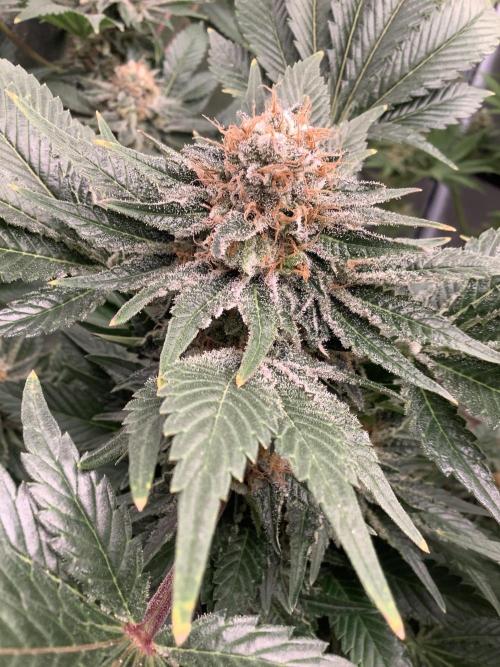 Anesia fem. Week 13 - Future #1