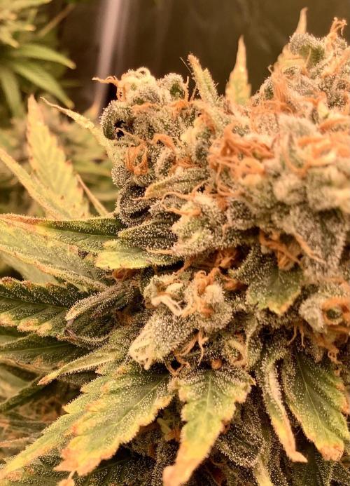 Anesia fem. Week 13 - Imperium X