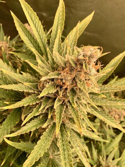 Anesia fem. Week 13 - Shining Silver Haze