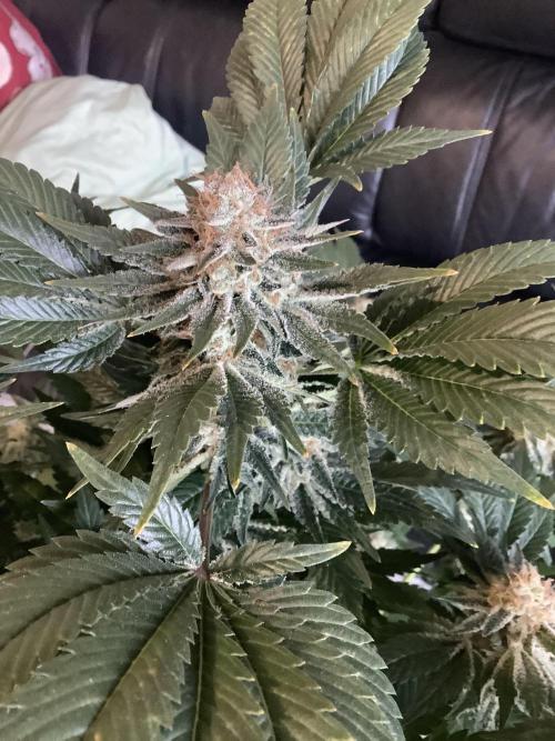 Anesia fem. Week 14