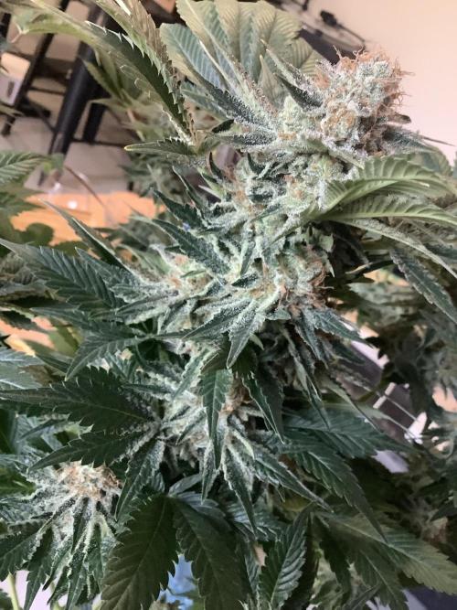 Anesia fem. Week 14