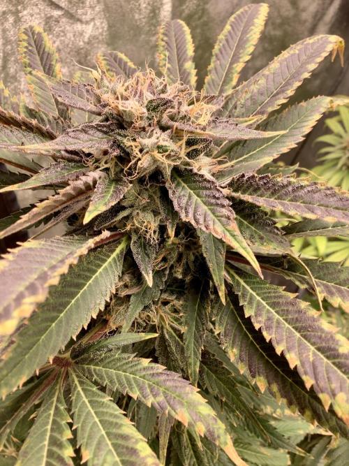 Anesia fem. Week 14 - Sleepy Joe 😴 