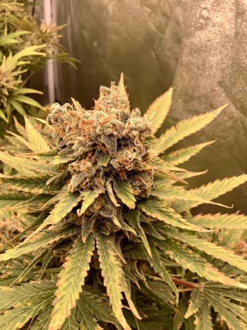 Anesia fem. Week 14 - Imperium X