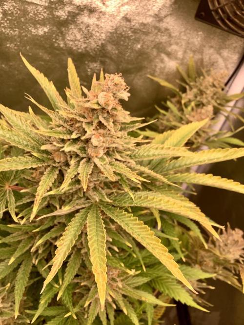 Anesia fem. Week 14 - Shining Silver Haze