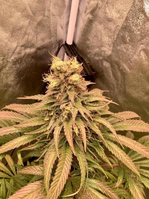 Anesia fem. Week 14