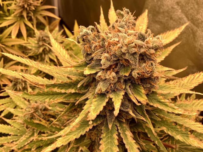 Anesia fem. Week 15 - Imperium X 