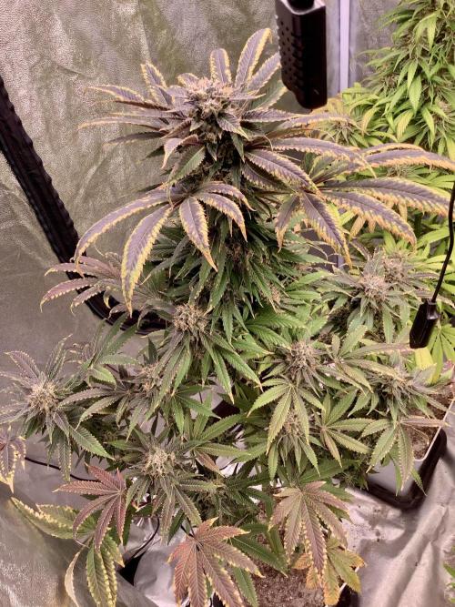 Anesia fem. Week 15 - Sleepy Joe 😴 