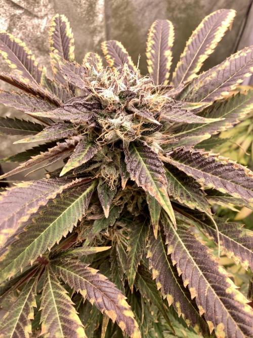 Anesia fem. Week 15 - Sleepy Joe 😴 