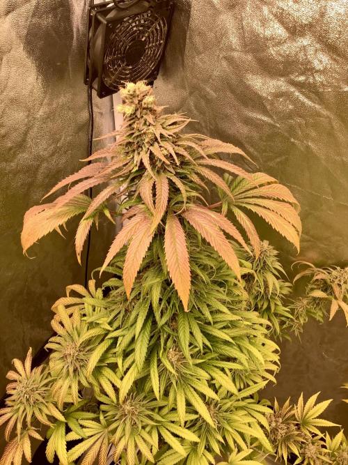 Anesia fem. Week 15 - Sun ☀️ Of A Peach 🍑 