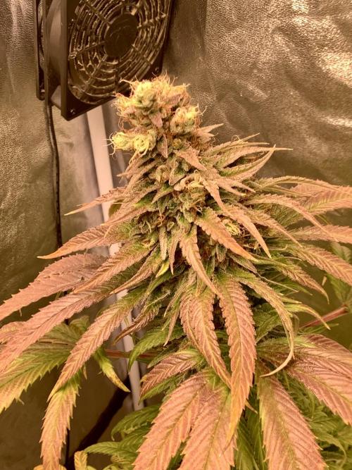 Anesia fem. Week 15 - ☀️ Of A 🍑 