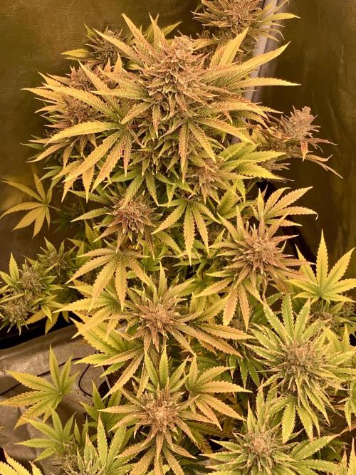Anesia fem. Week 15 - Shining Silver Haze