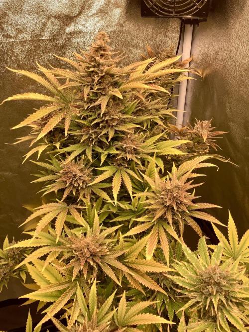 Anesia fem. Week 15 - Shining Silver Haze