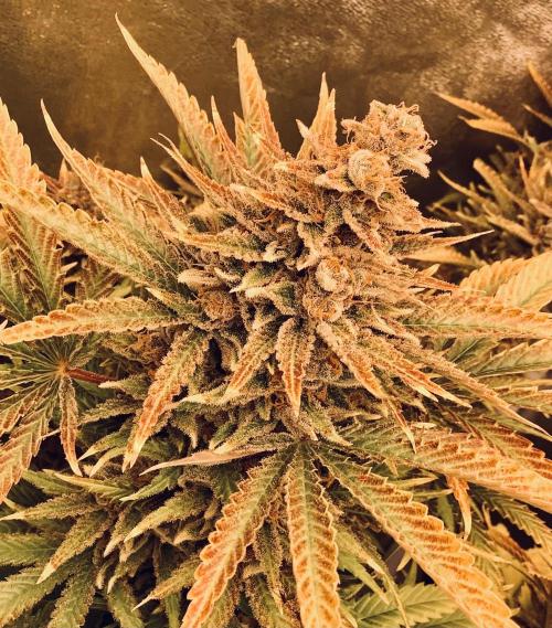 Anesia fem. Week 15 - Shining Silver Haze