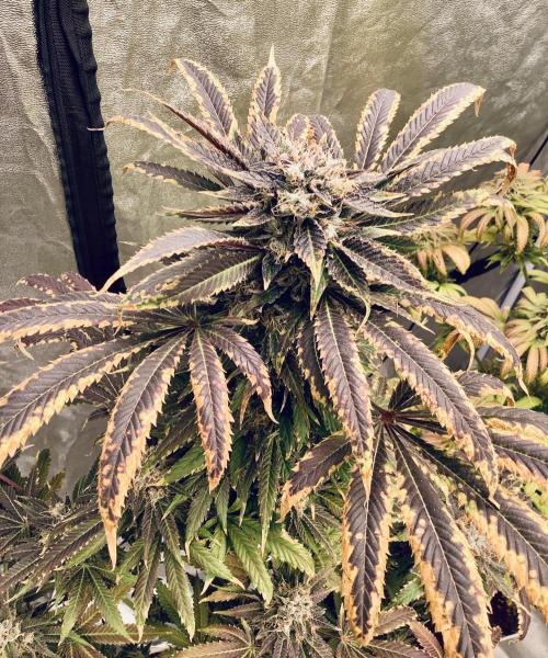 Anesia fem. Week 16 - Sleepy Joe 😴 