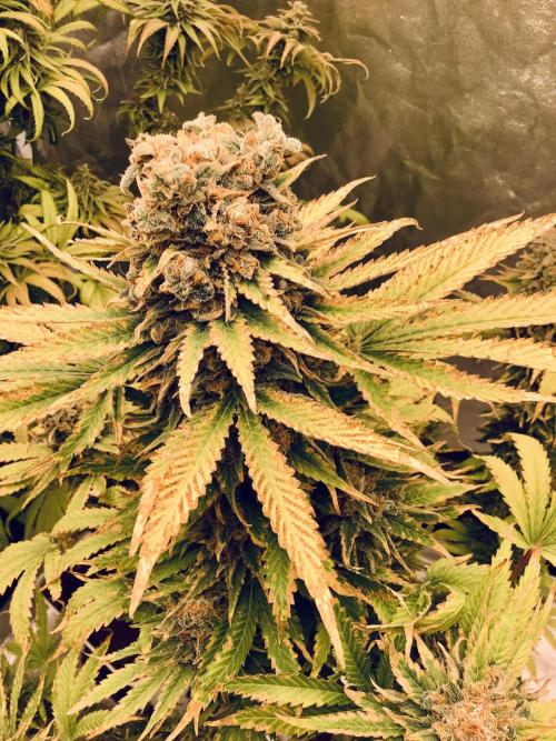 Anesia fem. Week 16 - Imperium X 