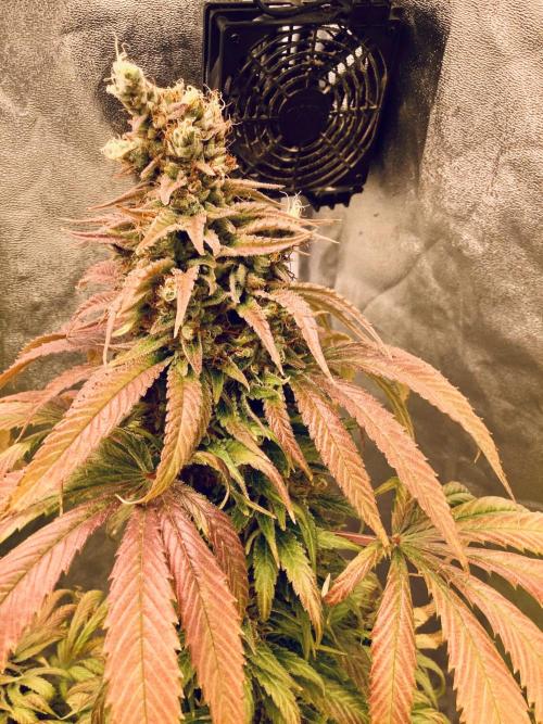 Anesia fem. Week 16 - Sun ☀️ Of A Peach 🍑 