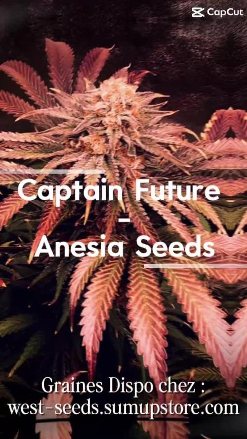 Anesia fem