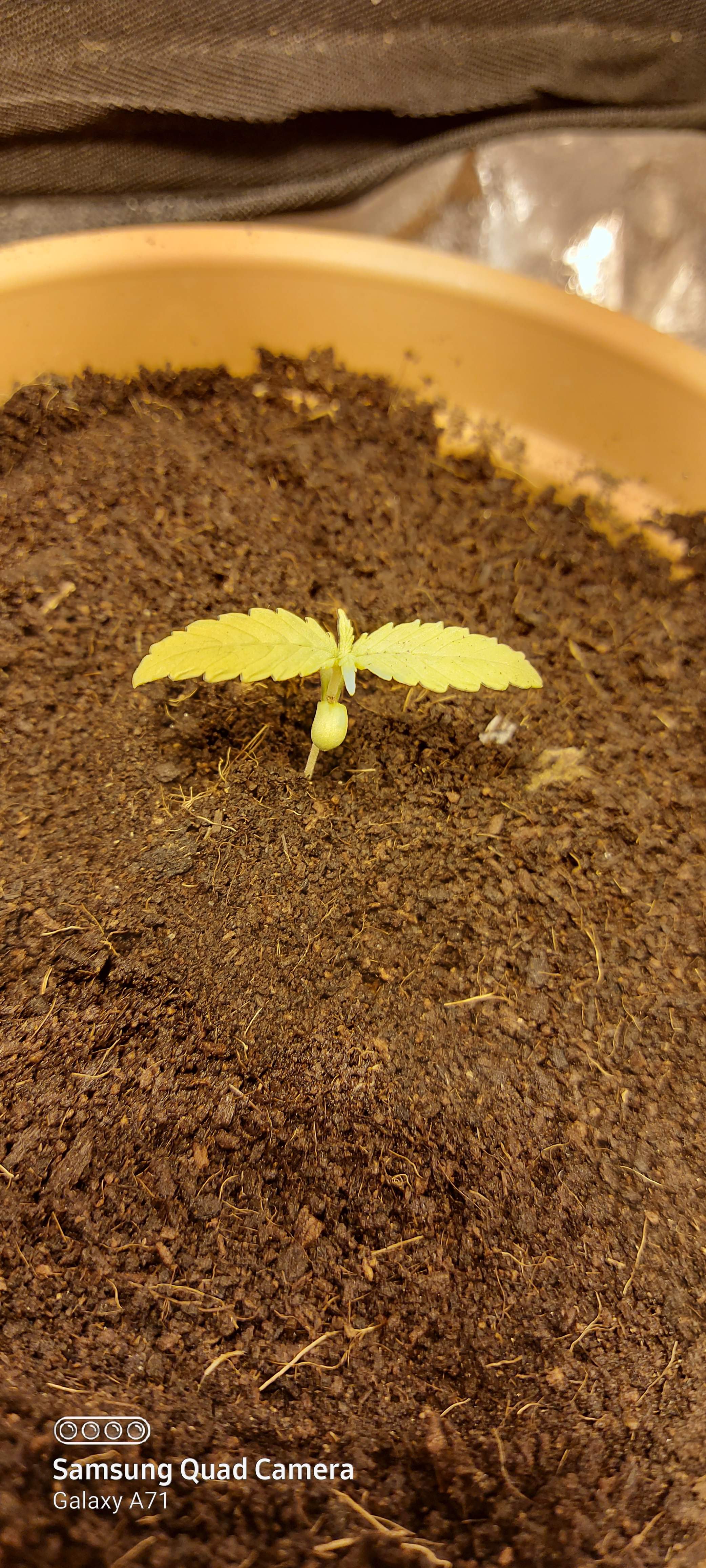 Dutch Passion Blueberry, Dutch Passion Blueberry, Dutch Passion Blueberry grow diary (journal