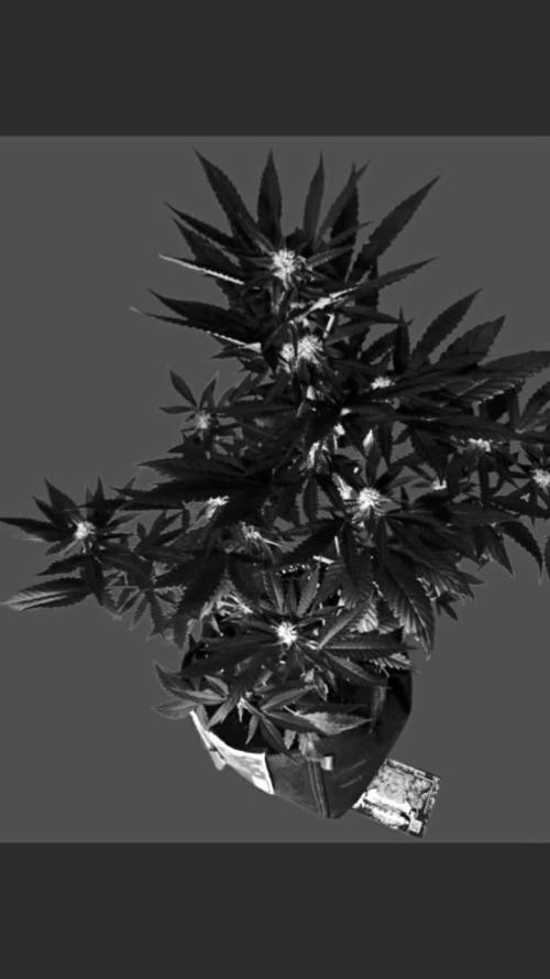 Gorilla Girl XL Auto - Sweet Seeds d