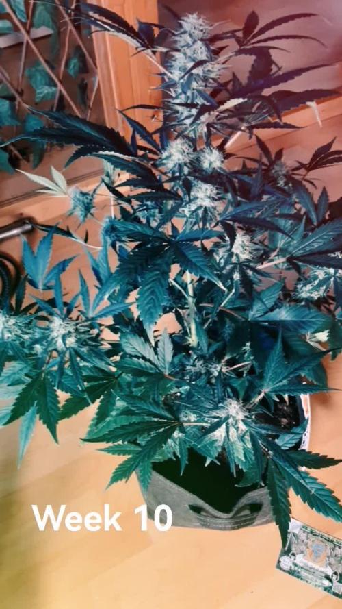 Gorilla Girl XL Auto - Sweet Seeds