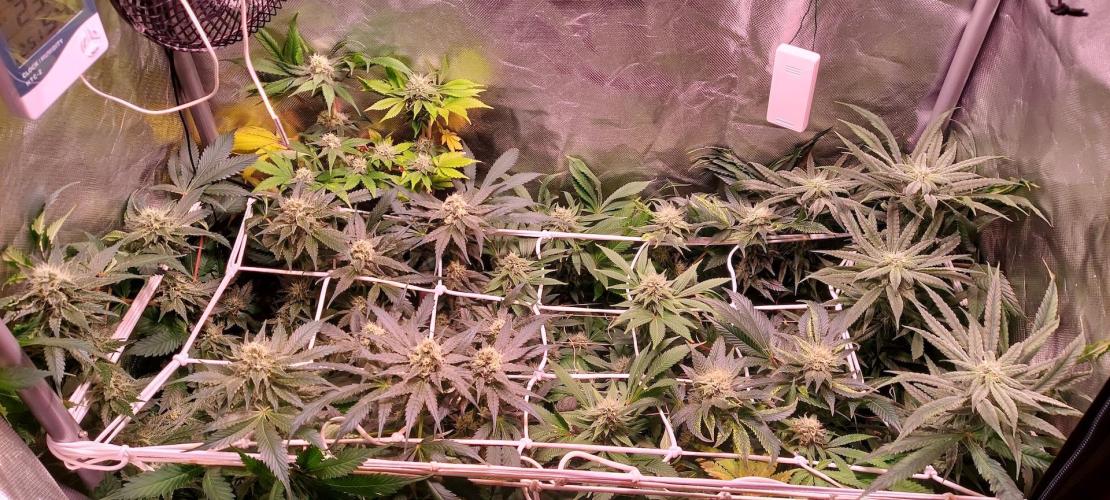 Sativa Lover - "The Classics". Week 13