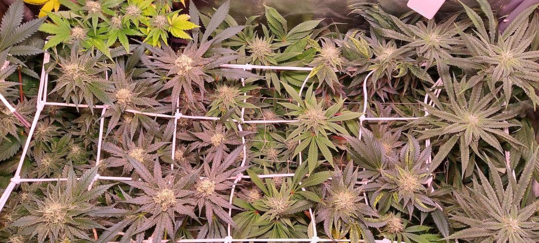 Sativa Lover - "The Classics". Week 13