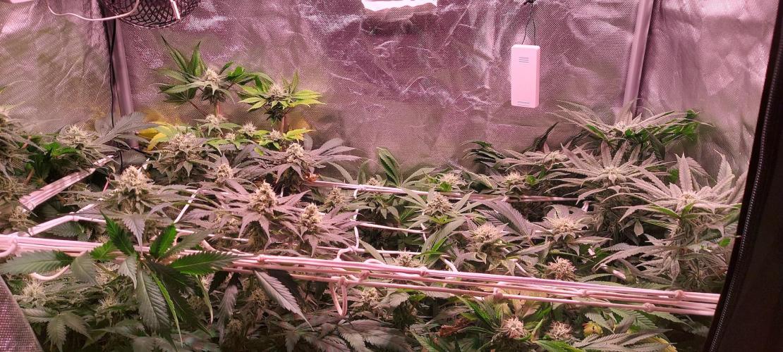 Sativa Lover - "The Classics". Week 13