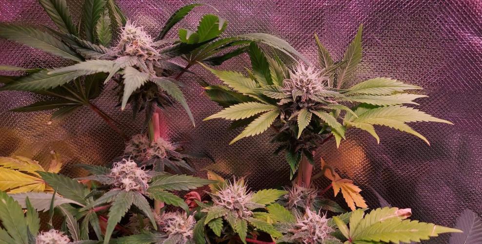 Sativa Lover - "The Classics". Week 13 - Clones 2in1