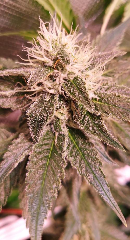 Sativa Lover - "The Classics". Week 13 - Diesel