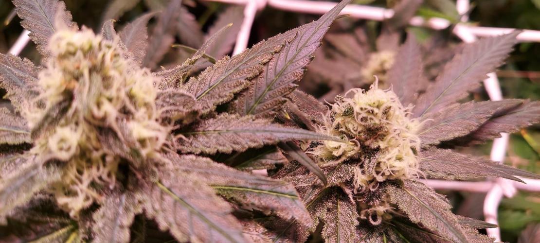 Sativa Lover - "The Classics". Week 13 - Jack Herer