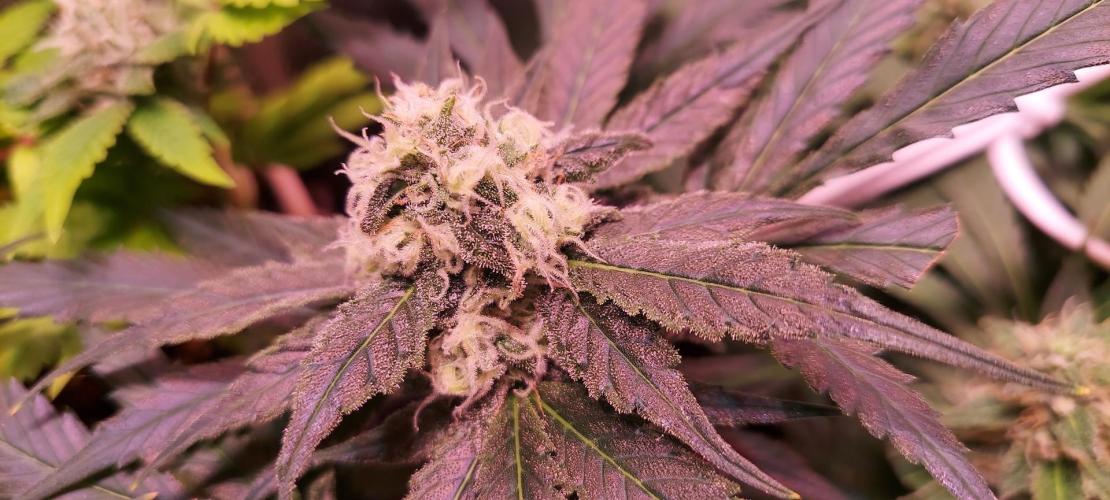 Sativa Lover - "The Classics". Week 13 - Jack Herer